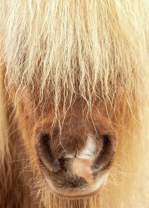 Animal Greeting Card featuring the photograph Shaggy Miniature Horse Portrait by Kristia Adams