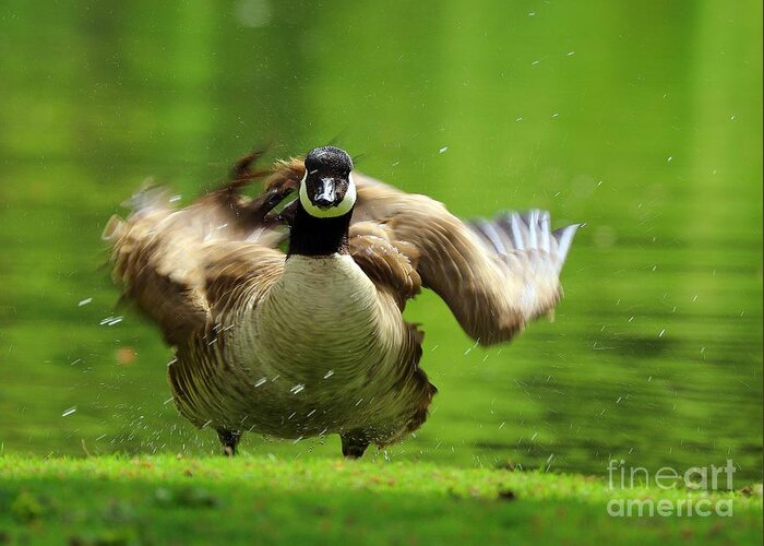 Canada Goose Greeting Card featuring the photograph Shake It Off by Kimberly Furey