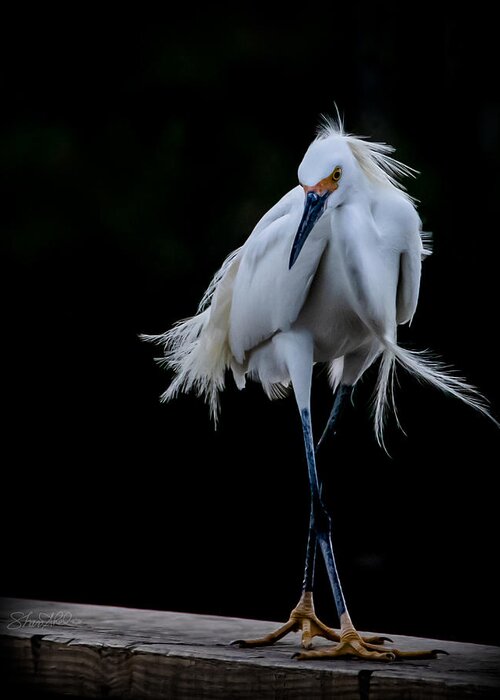 Bird Greeting Card featuring the photograph Shall We Dance by Shara Abel