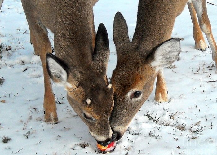 Deer Greeting Card featuring the photograph Sharing The Love by Tami Quigley