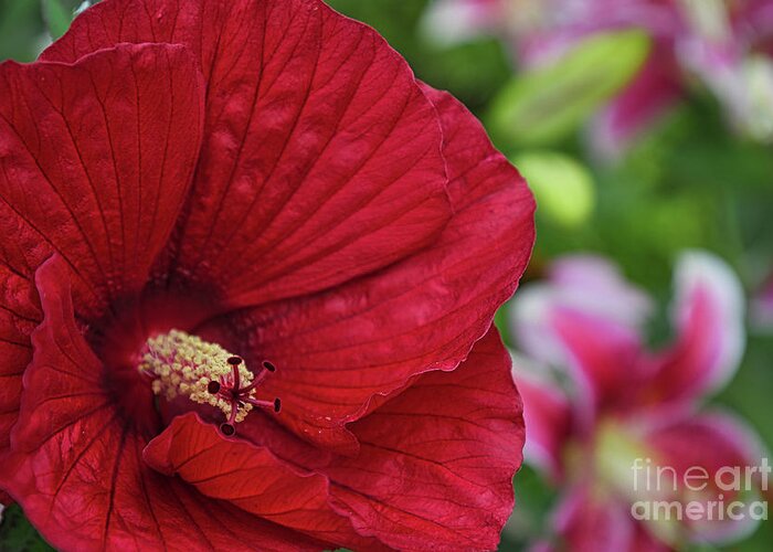 Flower Greeting Card featuring the photograph Sharp Hibiscus Flower by Amy Dundon