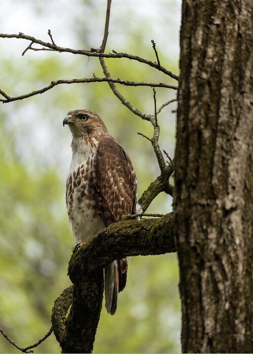 Red Greeting Card featuring the photograph Red Tailed Hawk in the Parkway by Jason Fink