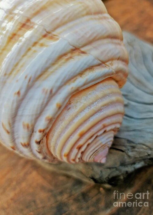 Shell Greeting Card featuring the photograph Shell On Driftwood by Tracey Lee Cassin