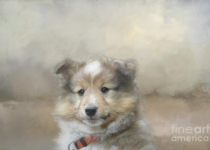 Sheltie Greeting Card featuring the mixed media Sheltie Portrait by Elisabeth Lucas