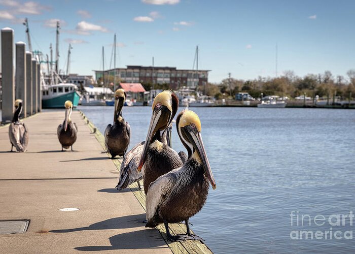 Shem Creek Greeting Card featuring the photograph Shem Creek Pelicans by Rebecca Caroline Photography