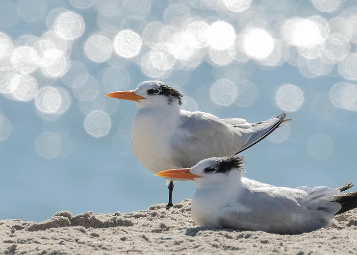 Royal Tern Greeting Card featuring the photograph Shimmering Observations by RD Allen