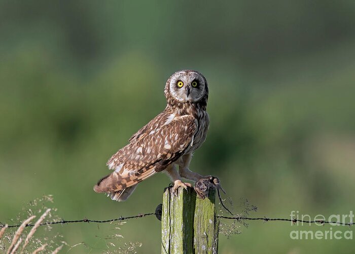 Short-eared Owl Greeting Card featuring the photograph Short-Eared Owl with Mouse by Arterra Picture Library