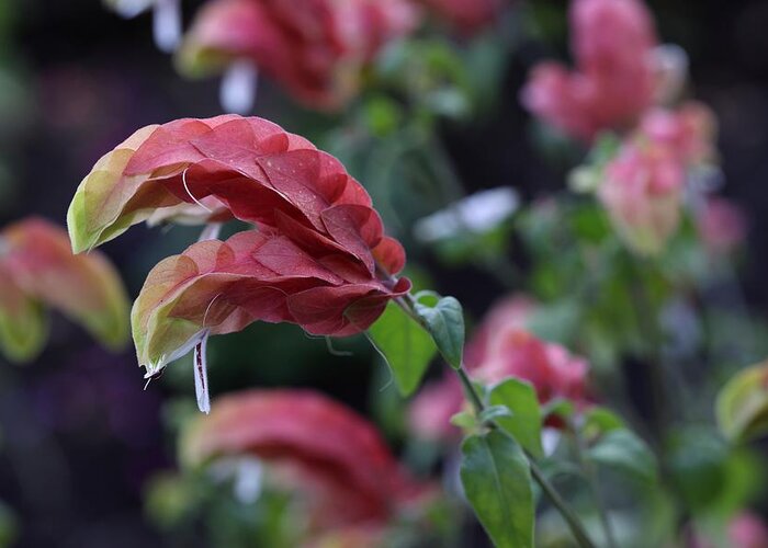 Shrimp Plant Greeting Card featuring the photograph Shrimp Plant by Mingming Jiang