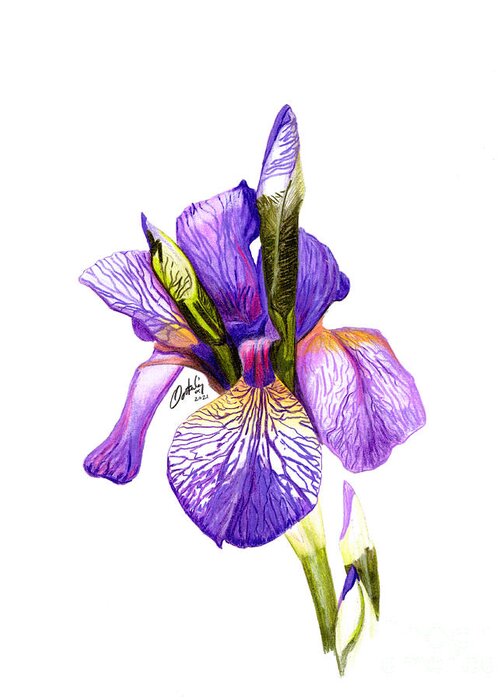 Iris Greeting Card featuring the mixed media Siberian Iris by Stephen Oosterling
