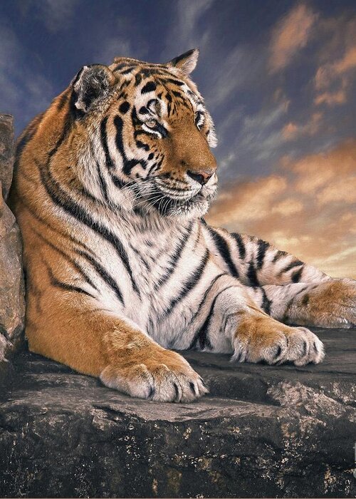 Tiger Greeting Card featuring the photograph Siberian Tiger Sunset by Philip Preston