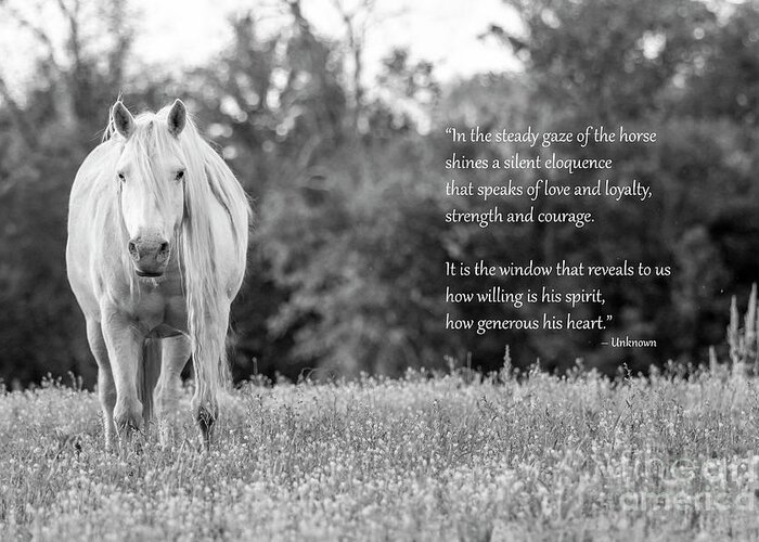 White Horse Greeting Card featuring the photograph Silent Eloquence by Holly Ross
