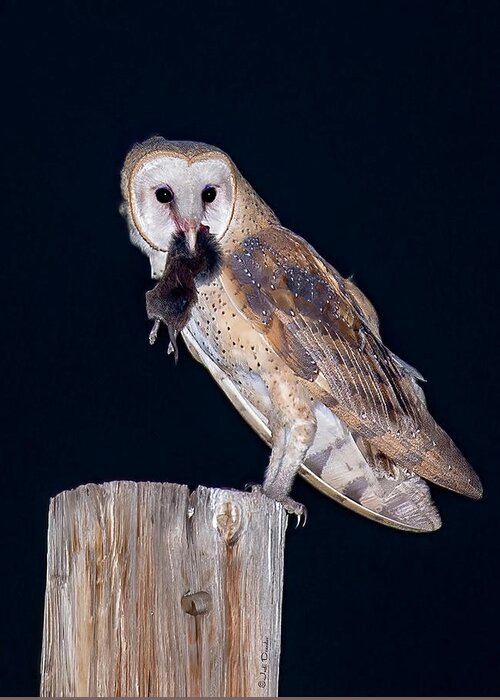 Barn Owl Greeting Card featuring the photograph Silent Hunter by Judi Dressler