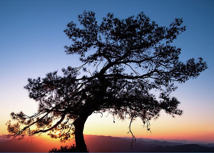 Cyprus Greeting Card featuring the photograph Silhouette of a forest pine tree during blue hour with bright sun at sunset. by Michalakis Ppalis