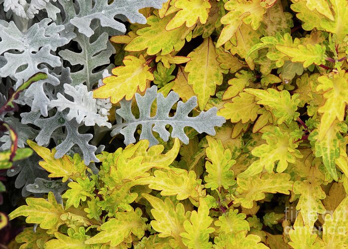 Senecio Cineraria Silver Dust Greeting Card featuring the photograph Silver ragwort Silver Dust with Coleus Foliage by Tim Gainey