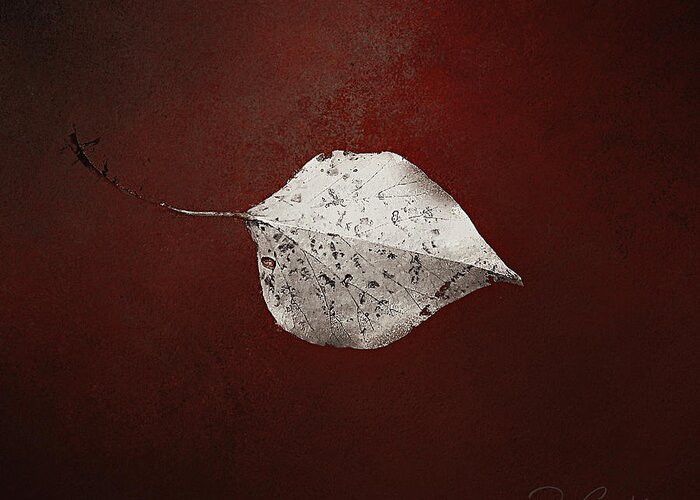 Leaf Greeting Card featuring the photograph Silver Single Looking For Love by Rene Crystal