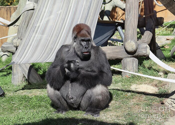 Gorilla Greeting Card featuring the photograph Silverback 2 by Lisa Mutch