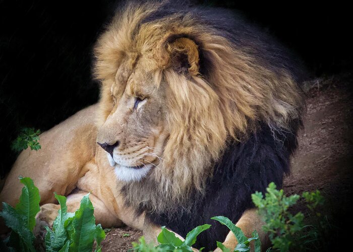 Lion Greeting Card featuring the photograph Simba by Shirley Dutchkowski