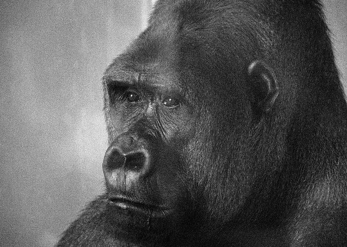 Ape Greeting Card featuring the photograph Simiae by Jim Signorelli