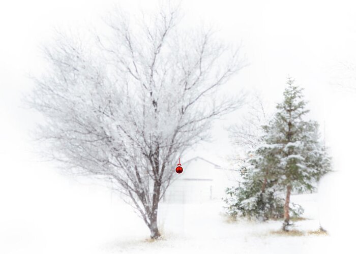 Trees Greeting Card featuring the photograph Simply Christmas by Laura Terriere