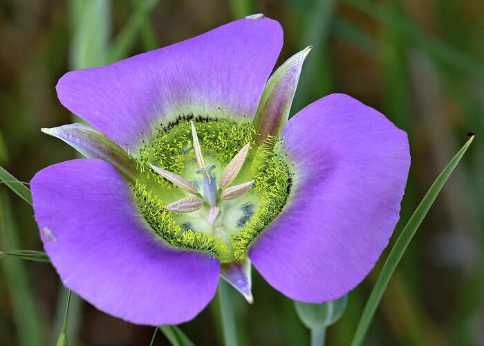 Mariposa Lily Greeting Card featuring the photograph Single Mariposa by Bob Falcone