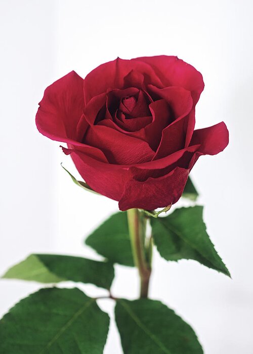 Single Red Rose With White Background Greeting Card featuring the photograph Single Red Rose with White Background by Gwen Gibson