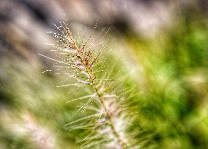 Photo Greeting Card featuring the photograph Singular Blade of Grass by Evan Foster