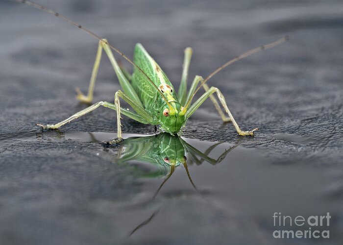 Sip Mirror Reflection Beautiful Green Eyes Cricket Drinking Water Insect Six Legs Unique Bizarre Close Up Macro Natural History Looking Humor Funny Single One Life-style Portrait Whiskers Delicate Vivid Color Beauty Alone Posing Elegant Handsome Figure Character Expressive Charming Singular Stylish Solo Fantastic Solitary Lonesome Loner Pretty Delightful Serenity Enjoying Joy Stimulating Mysterious Surreal Creative Fantasy Weird Imaginary Aesthetic Eccentric Grotesque Peculiar Face Puddle Nice Greeting Card featuring the photograph Sip Of Water - Am I Beautiful? by Tatiana Bogracheva