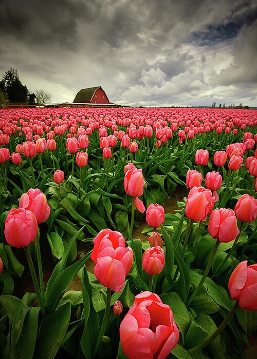 Skagit Valley Tulip Festival Greeting Card featuring the photograph Skagit Valley Stormy Sky by Dan Mihai