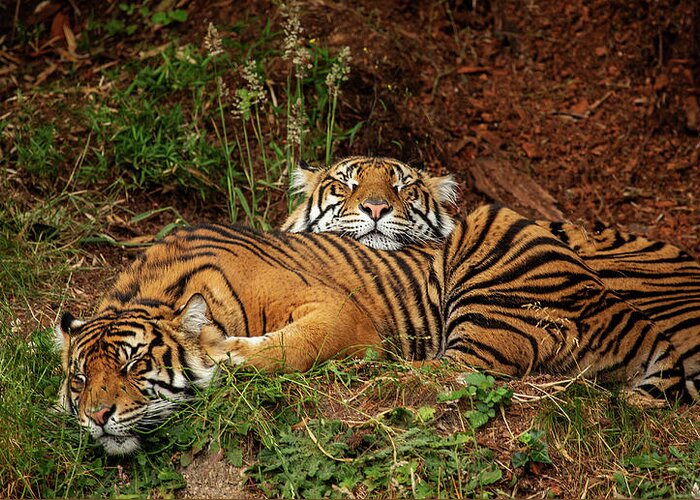 Animals Greeting Card featuring the photograph Sleeping Tigers by Bob Cournoyer