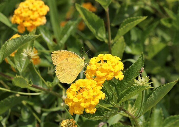 Nature Greeting Card featuring the photograph Sleepy Orange Butterfly on Yellow Lantana by Sheila Brown