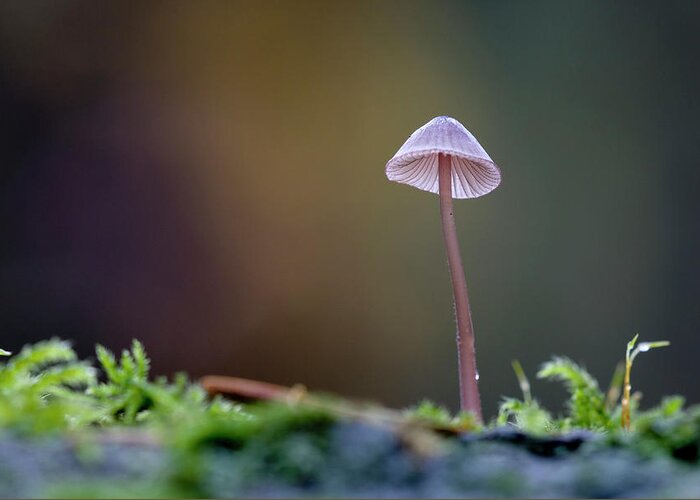 Fungi Greeting Card featuring the photograph Small Mycena mushroom growing on a log by Kevin Oke
