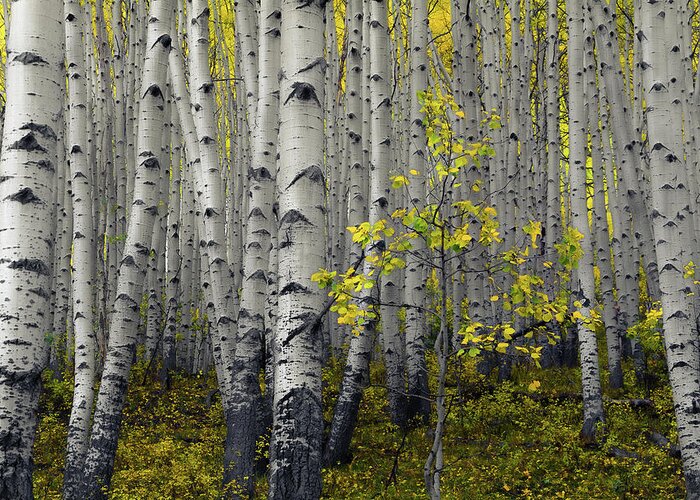 Aspens Greeting Card featuring the photograph Small One by The Forests Edge Photography - Diane Sandoval