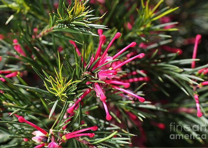 Flower Greeting Card featuring the photograph Small Pink Grevellea Flower Australian Native by Joy Watson