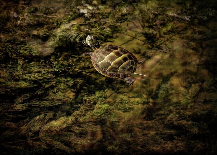 Turtle Greeting Card featuring the photograph Small Turtle Swimming by Francis Sullivan