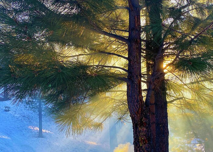 Tree Greeting Card featuring the photograph Smoke and Light - Lake Tahoe - Nevada by Bruce Friedman