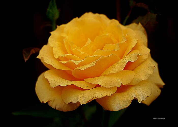 Botanical Greeting Card featuring the photograph Smokey Yellow Rose by Richard Thomas
