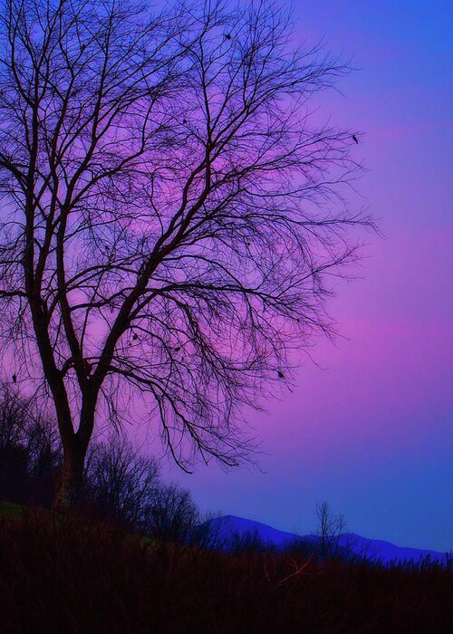 Nature Greeting Card featuring the photograph Smoky Mountain Dusk by Judy Cuddehe