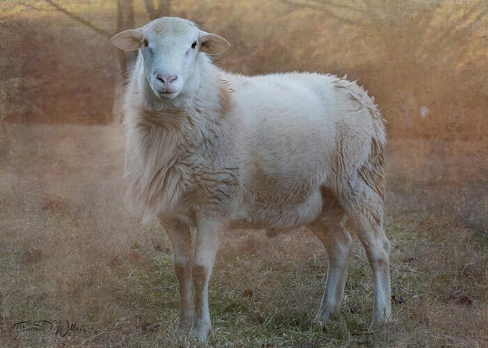 Smoky Mountains Greeting Card featuring the photograph Smoky Mountains Matron Sheep by Theresa D Williams