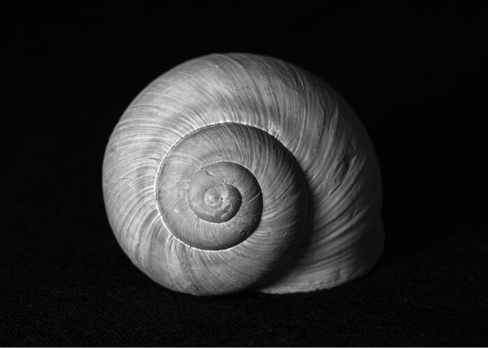 Snail Greeting Card featuring the photograph Snail Shell by Martin Vorel Minimalist Photography