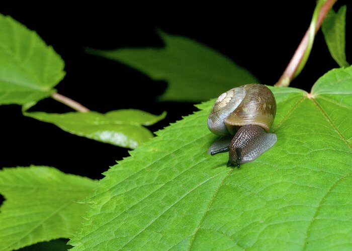 Macro Greeting Card featuring the photograph Snails Journey by Melissa Southern