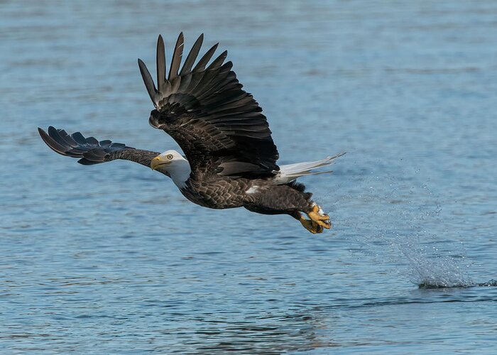 Bald Eagle Greeting Card featuring the photograph Snatch and grab by Wade Aiken