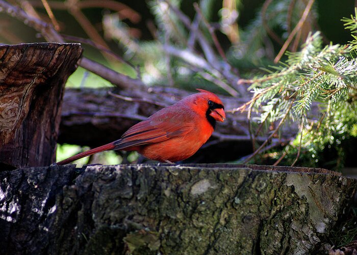 Cardinal Greeting Card featuring the photograph Sneaky Thief - Niagara on the Lake, Ontario by Kenneth Lane Smith