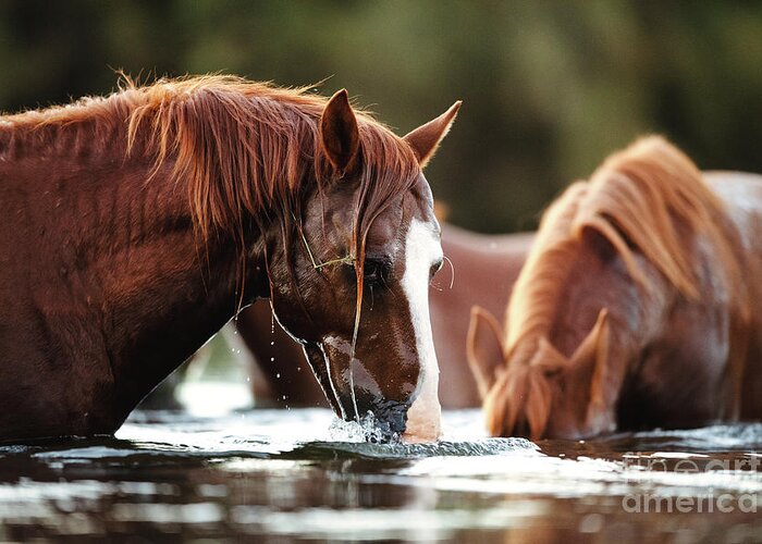 Salt River Wild Horses Greeting Card featuring the photograph Snorkel Time by Shannon Hastings