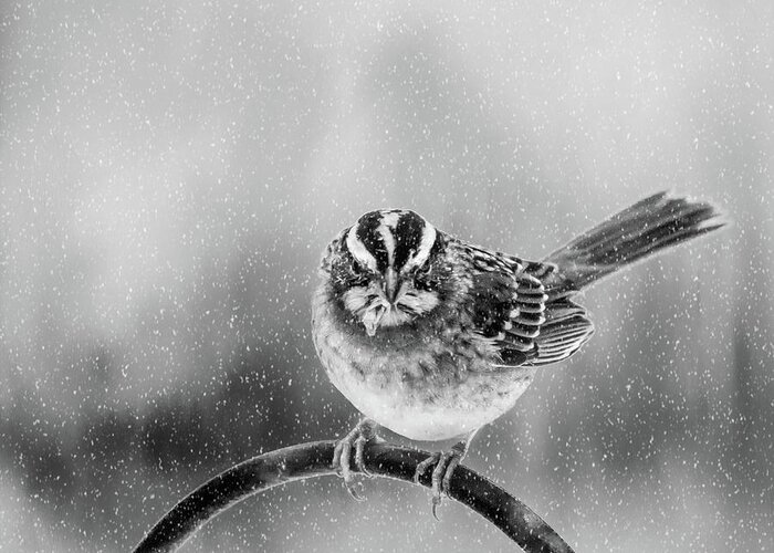 Bird Greeting Card featuring the photograph Snow Again by Cathy Kovarik