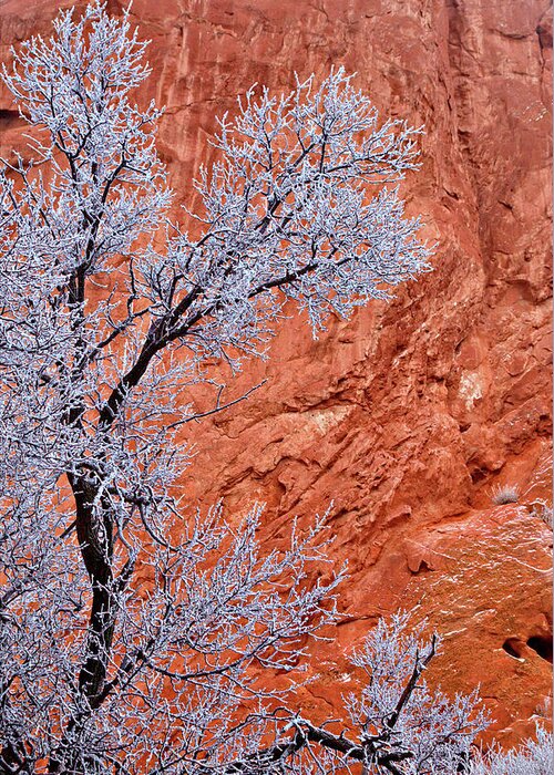 Red Rocks Greeting Card featuring the photograph Snow and Red Rocks by Bob Falcone