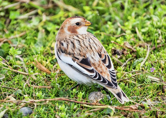 Snow Bunting Greeting Card featuring the photograph Snow Bunting by Peggy Collins