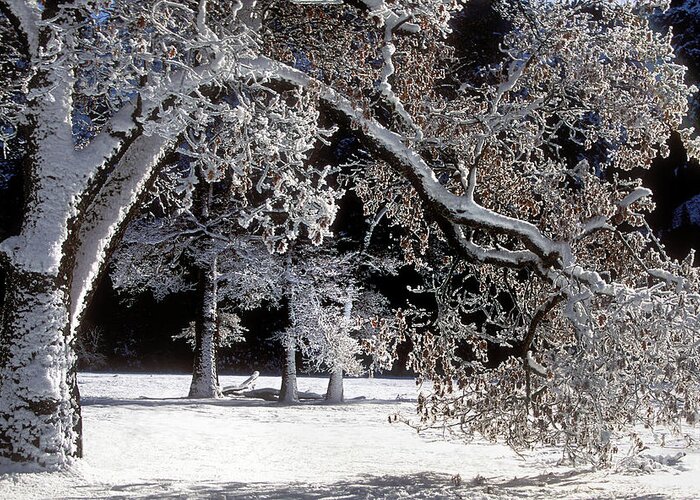 Black Oak Greeting Card featuring the photograph Snow Covered Black Oak Yosemite National Park by Dave Welling