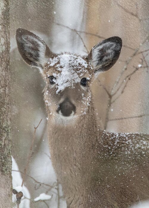 Whitetail Deer Greeting Card featuring the photograph Snow Deer by Jaki Miller