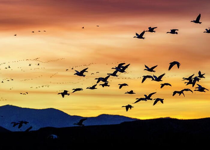 Snow Geese Greeting Card featuring the photograph Snow Geese Flying into the Sunset by Judi Dressler