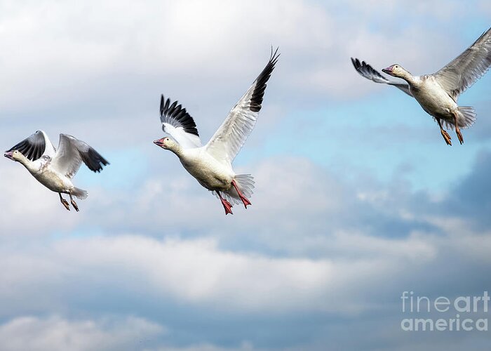 Winter Greeting Card featuring the photograph Snow geese in flight by Rehna George